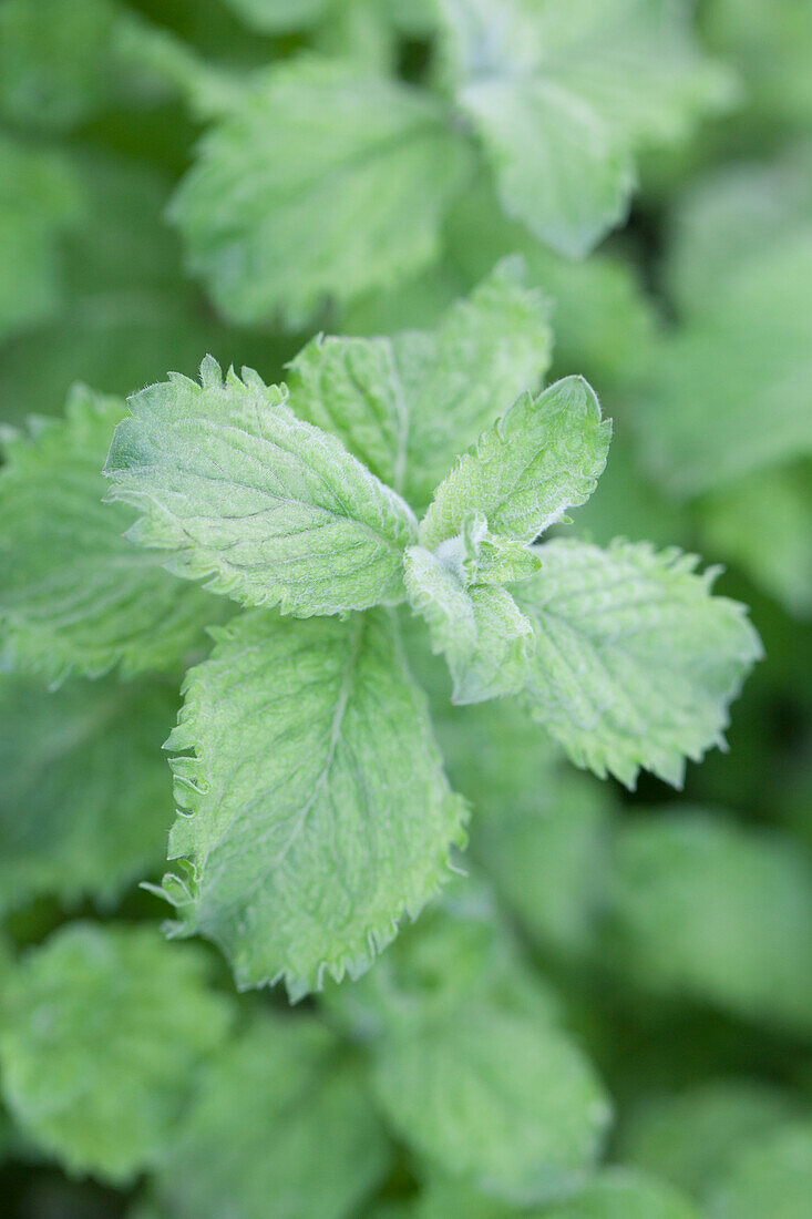 Mentha spicata 'Mojito'