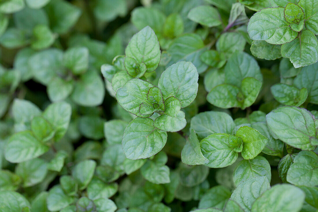 Mentha x piperita 'Orange'