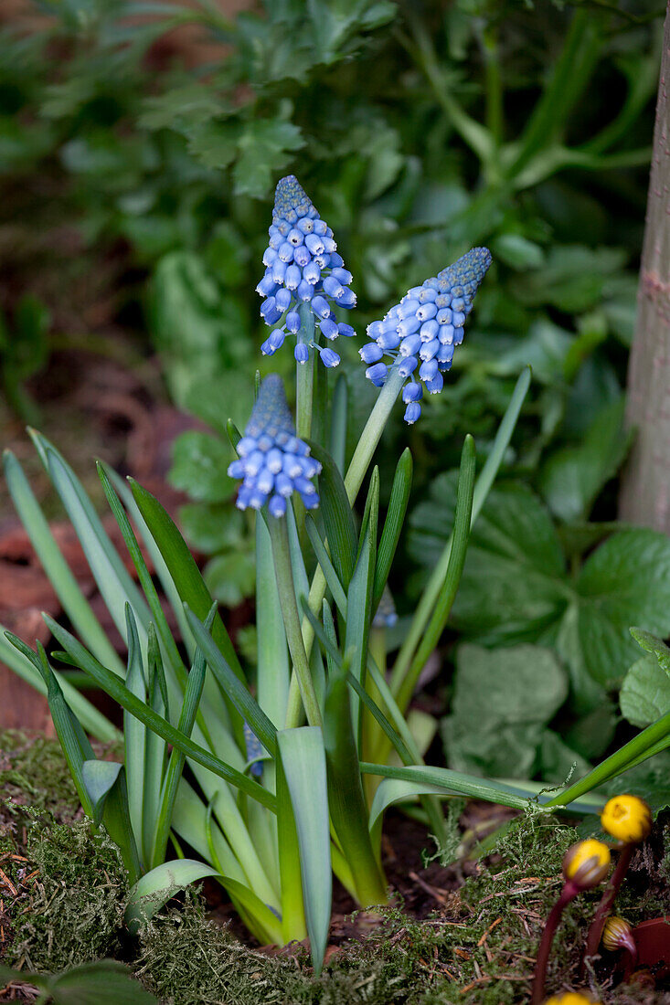 Muscari armeniacum 'Big Smile