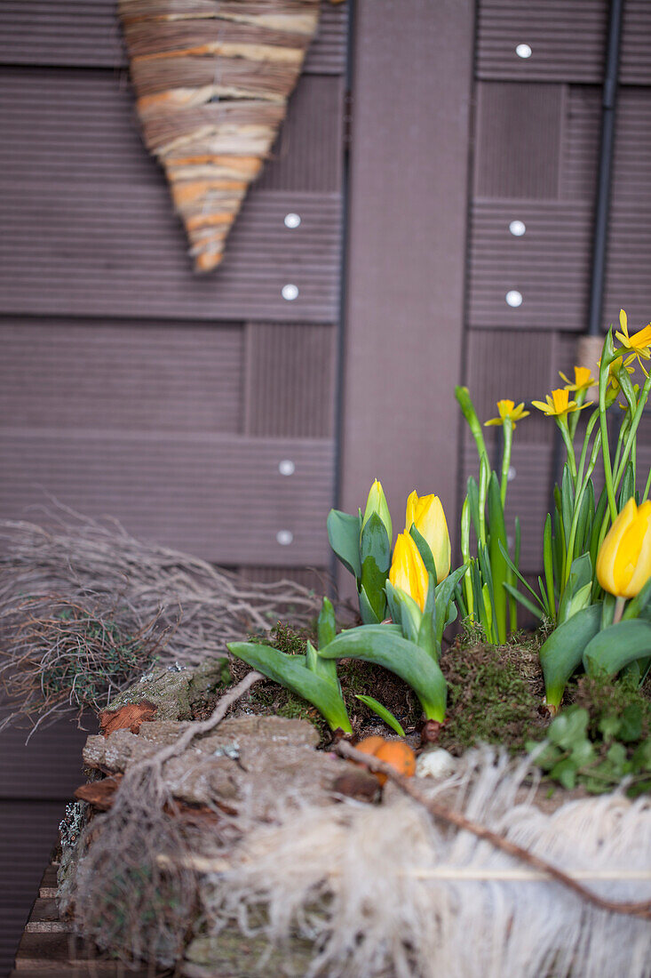 Narcissus and Tulipa