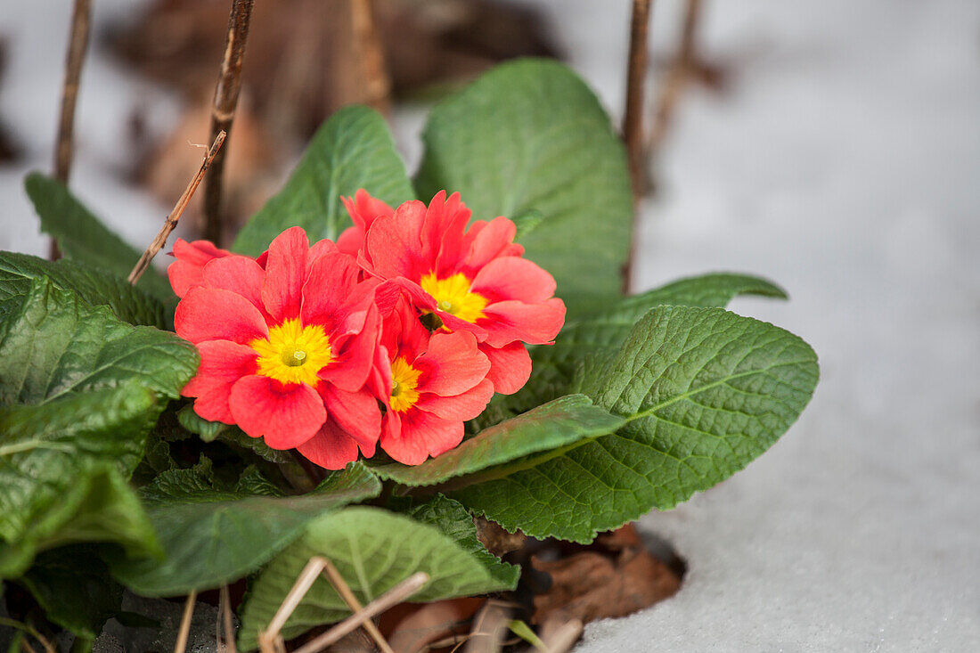 Primula