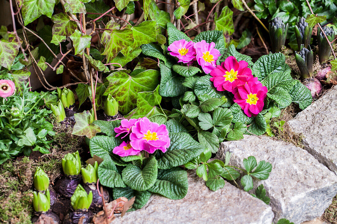 Primula vulgaris