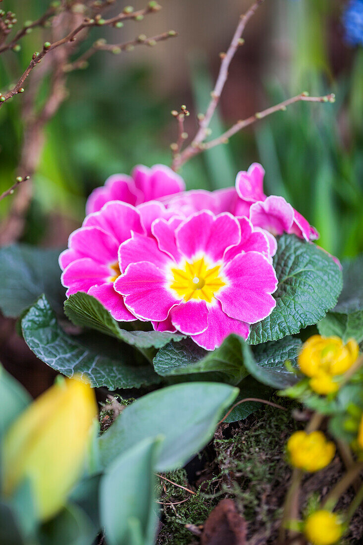 Primula vulgaris