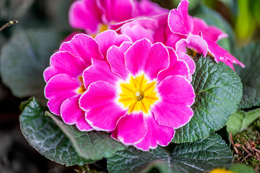 Primula vulgaris