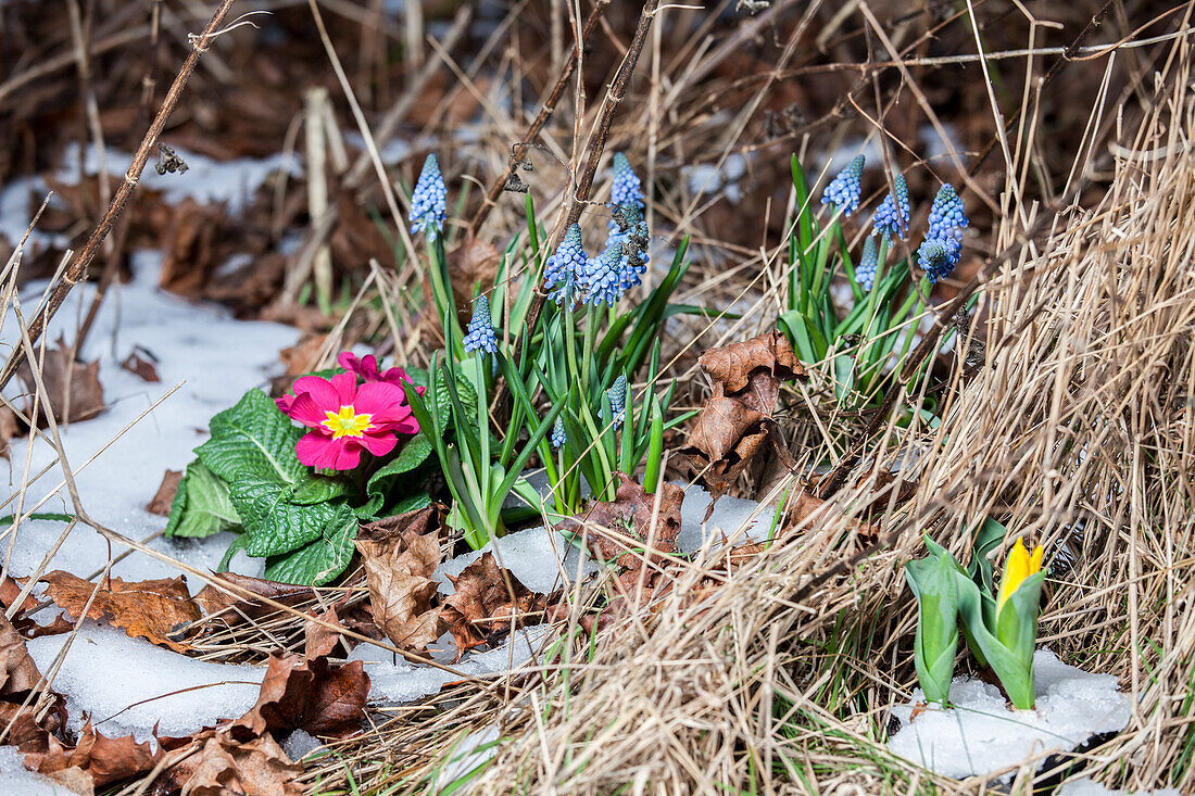 Primula und Muscari