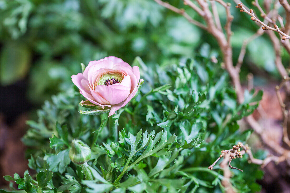 Ranunculus asiaticus, rosa