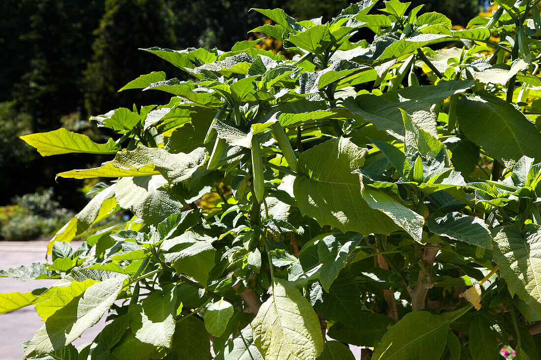 Brugmansia x candida