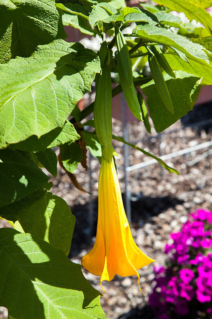 Brugmansia x candida