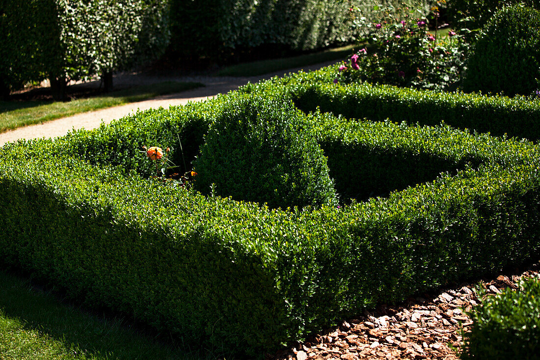 Buxus sempervirens var. arborescens, hedge