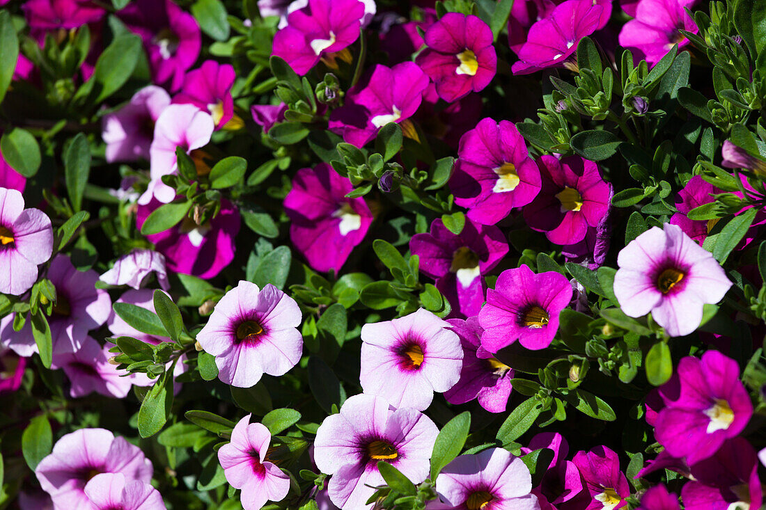 Calibrachoa 'Trio' 'Pink Morn-Pink-Rose'