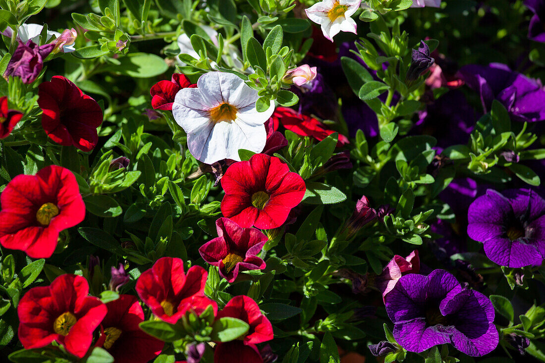 Calibrachoa 'Confetti' 'Hawaiian Country 2015' Duemmen Orange