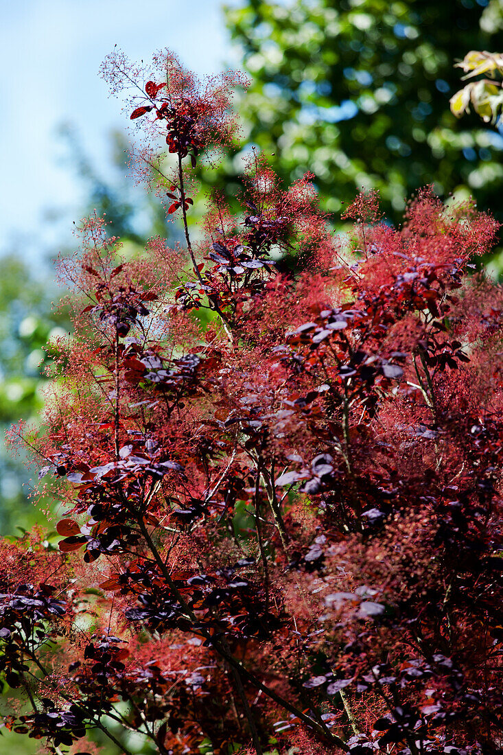 Cotinus coggygria 'Royal Purple'