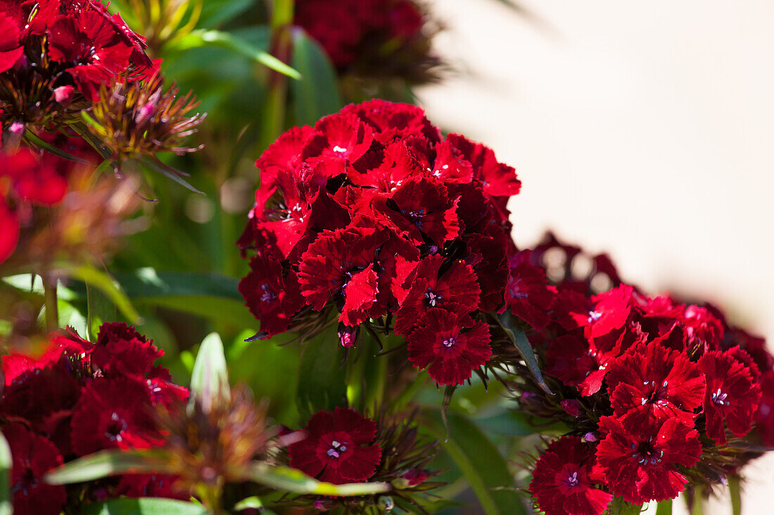 Dianthus barbatus 'Dash Crimson'