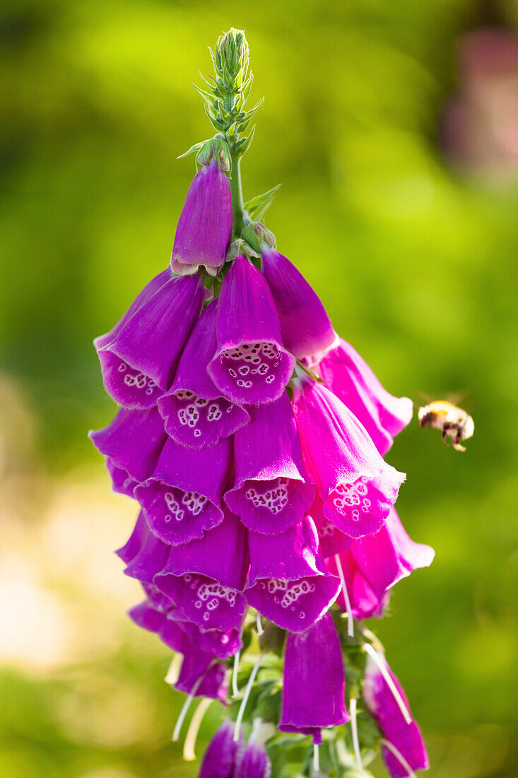 Digitalis purpurea