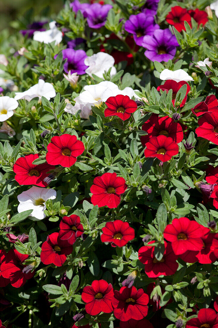 Calibrachoa Mix Masters 'Cafe de Paris' Florensis