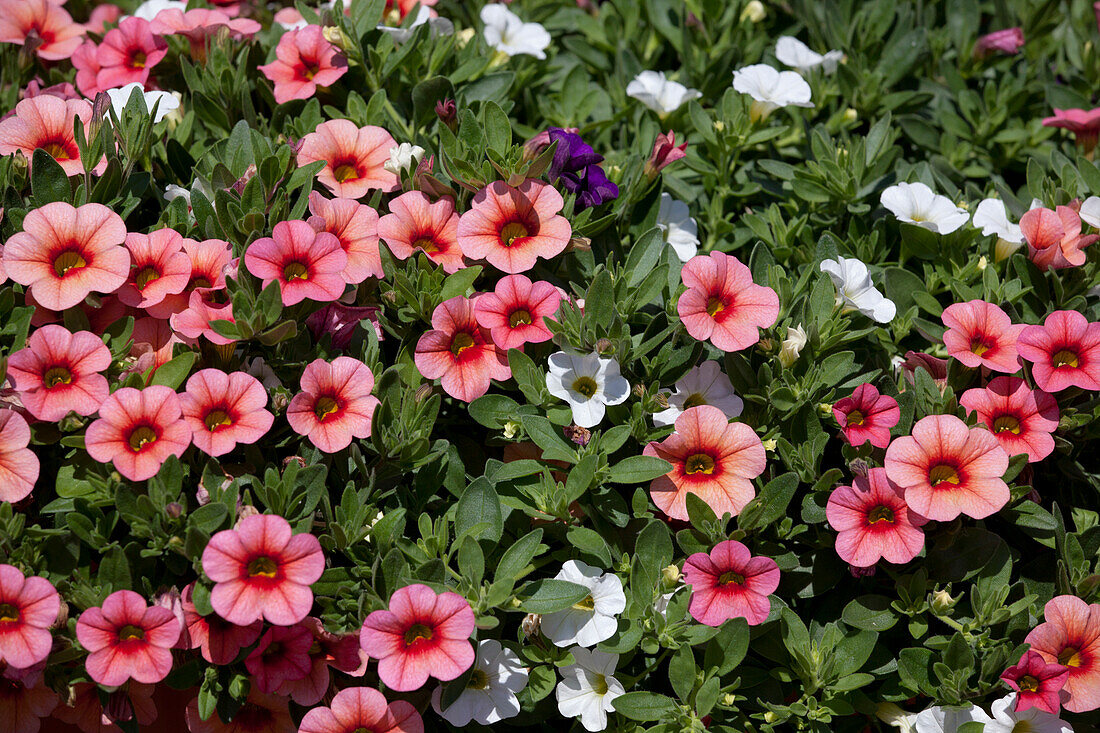 Calibrachoa MultiColors 'Kalaoa' FloriPro Services