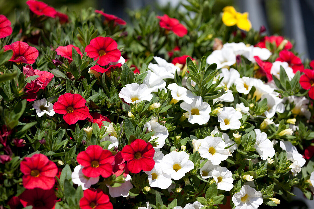 Calibrachoa SUPERBELLS 'Salsa' Kientzler