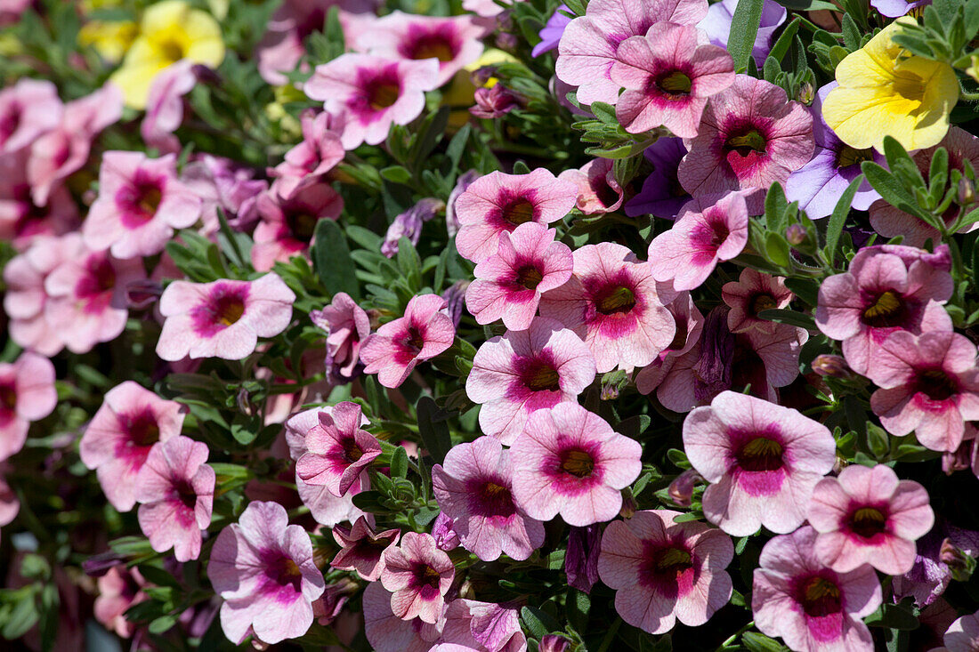 Calibrachoa 'Sweet Bells' 'Checkies 6' Gruenewald