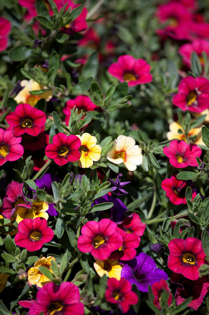 Calibrachoa 'Sweet Bells' 'Checkies 7' Gruenewald