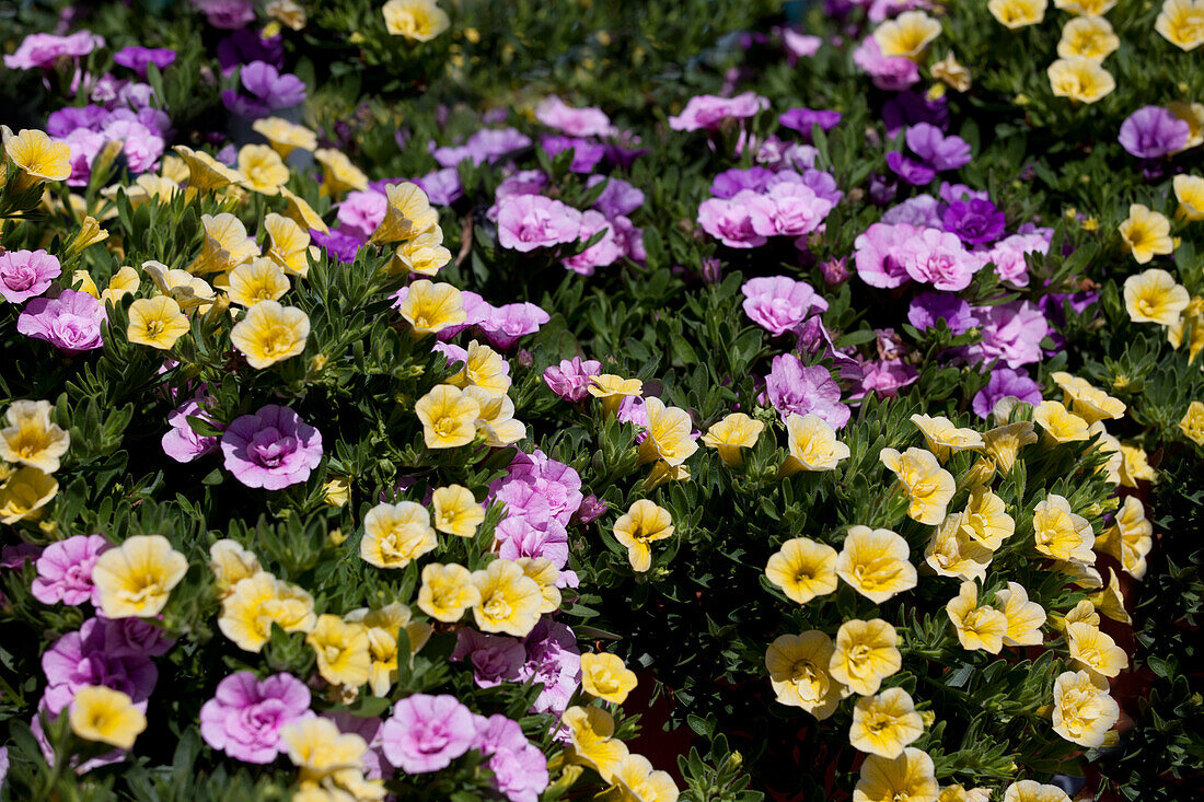 Calibrachoa Trixi Petticoat