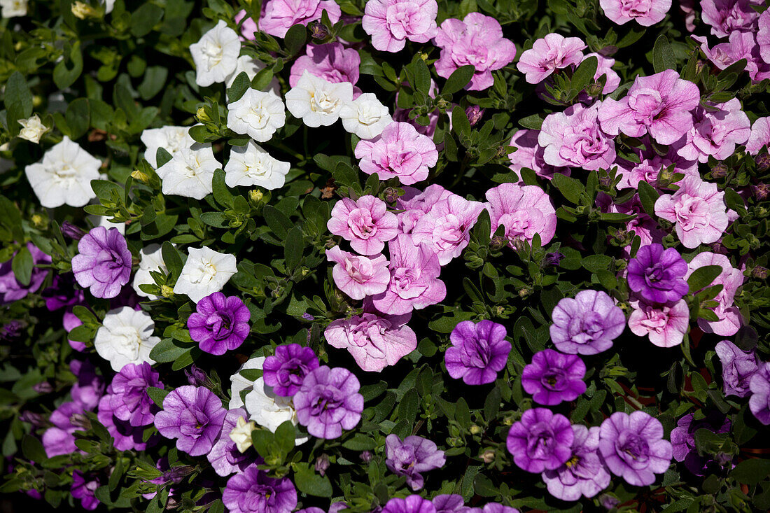 Calibrachoa Trixi 'Pink Petticoat'