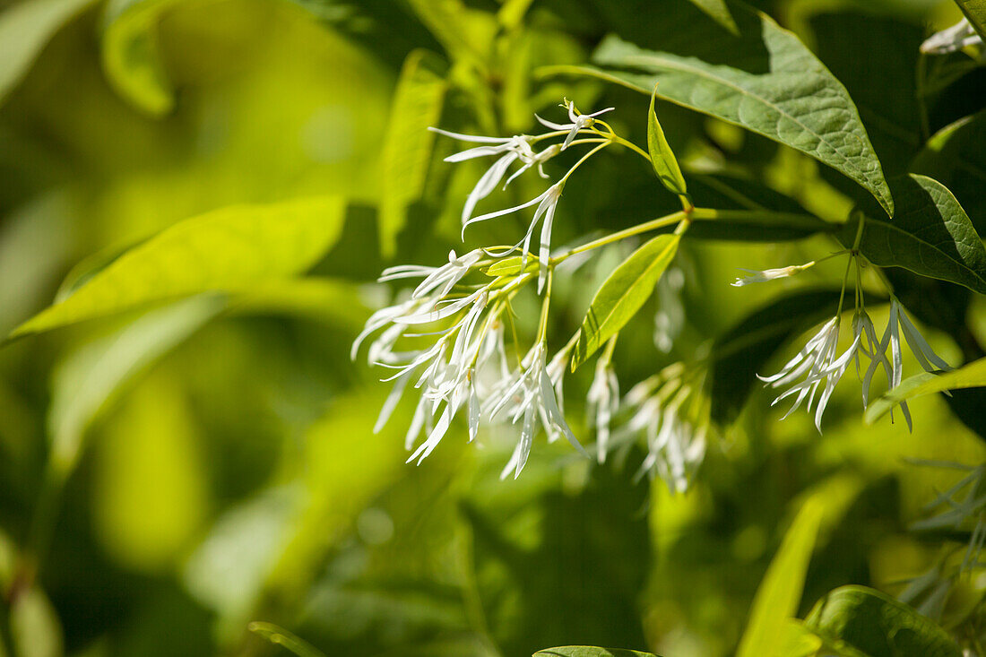 Chionanthus virginicus