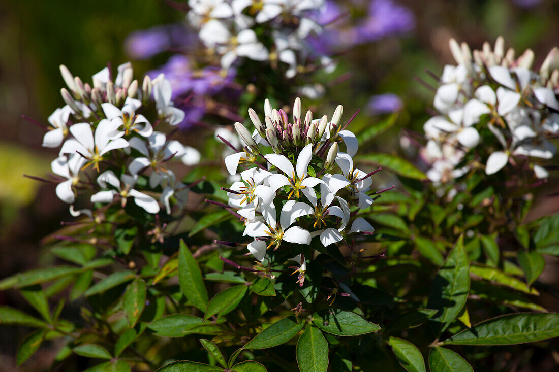 Cleome spinosa