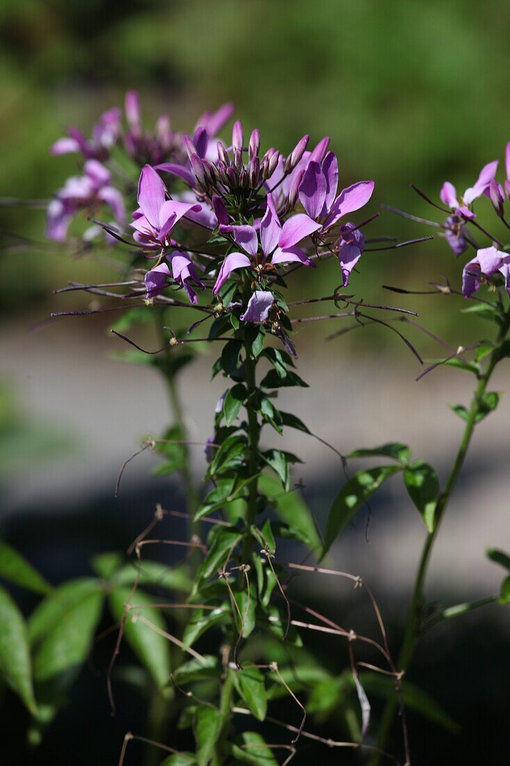 Cleome spinosa Violet