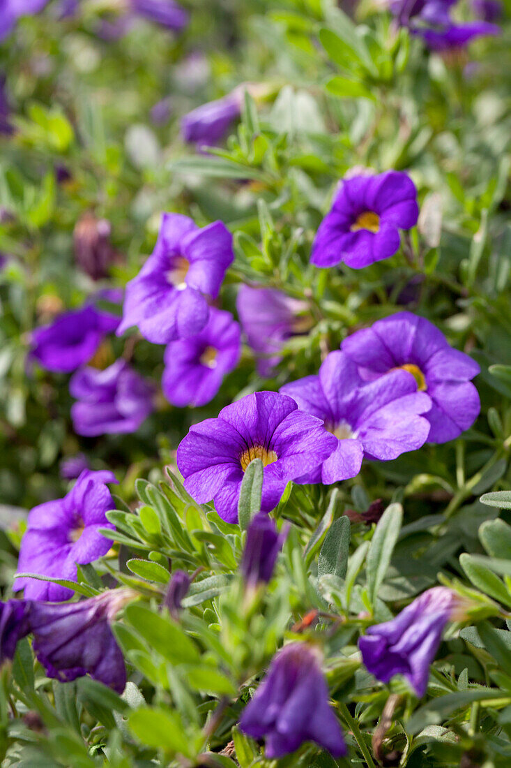 Calibrachoa 'Noa Mega Violet'