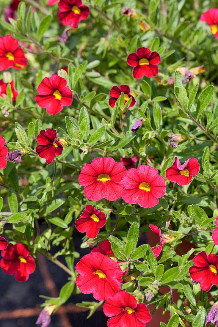 Calibrachoa 'Noa' Red Wine