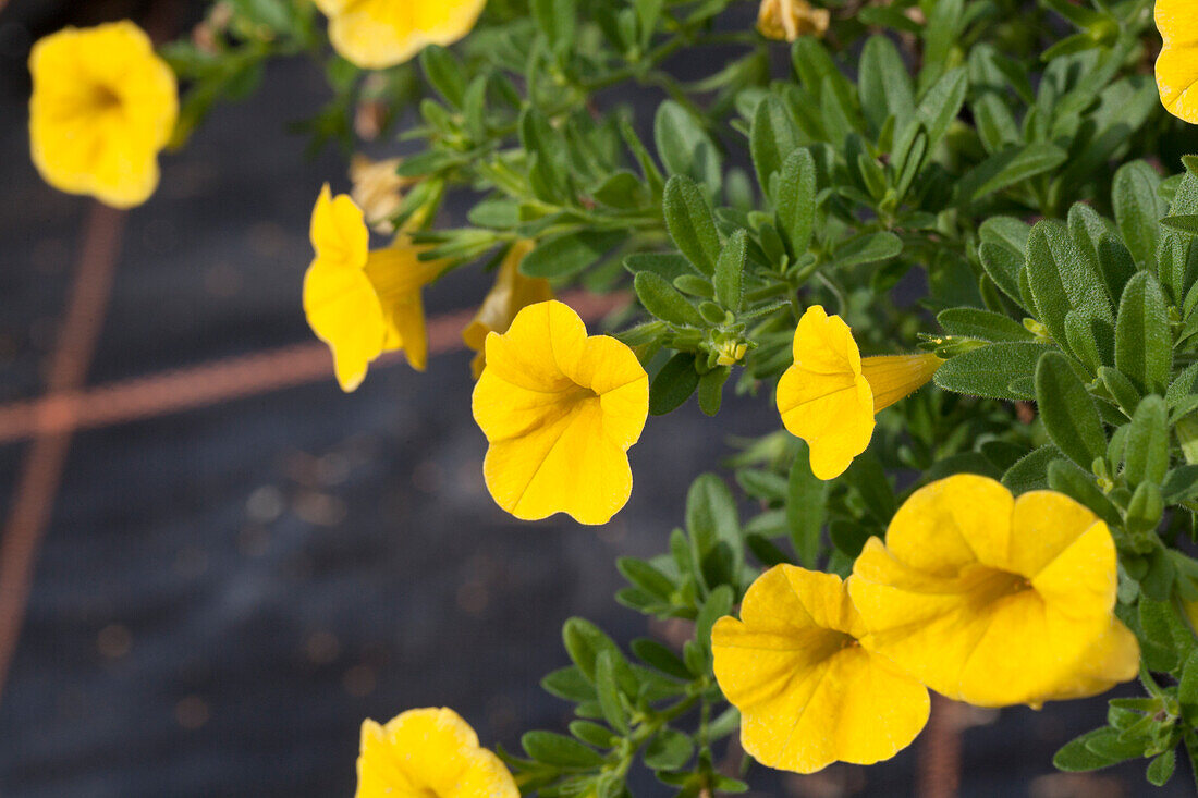 Calibrachoa 'Noa'™ Sunlight