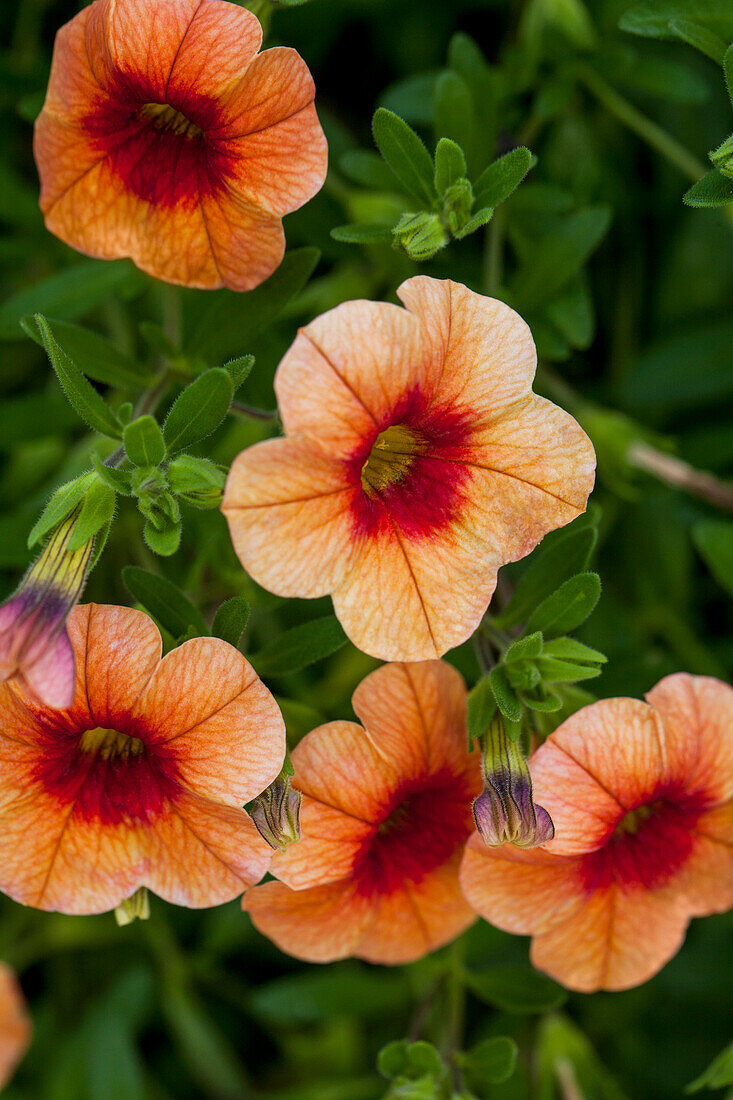 Calibrachoa 'Noa' Sunset