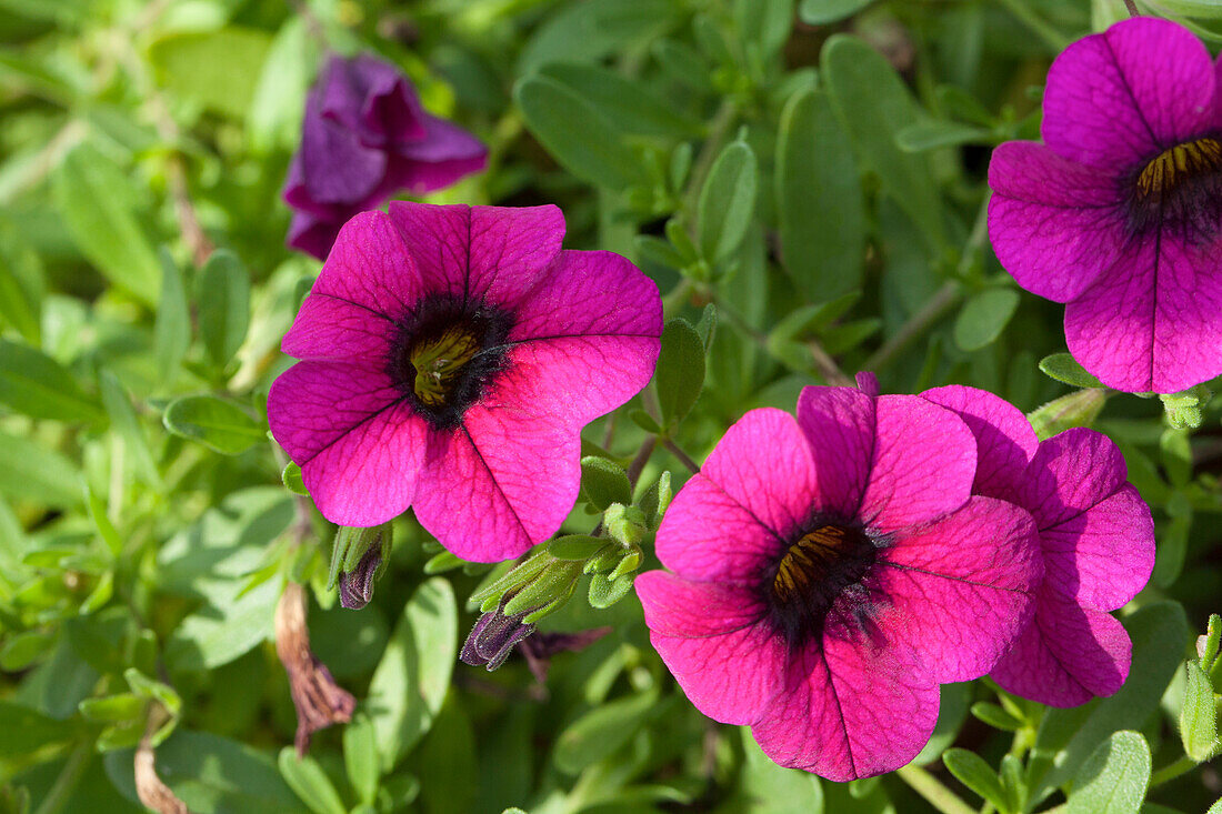 Calibrachoa 'Sweet Bells' Burgundy Black Eye