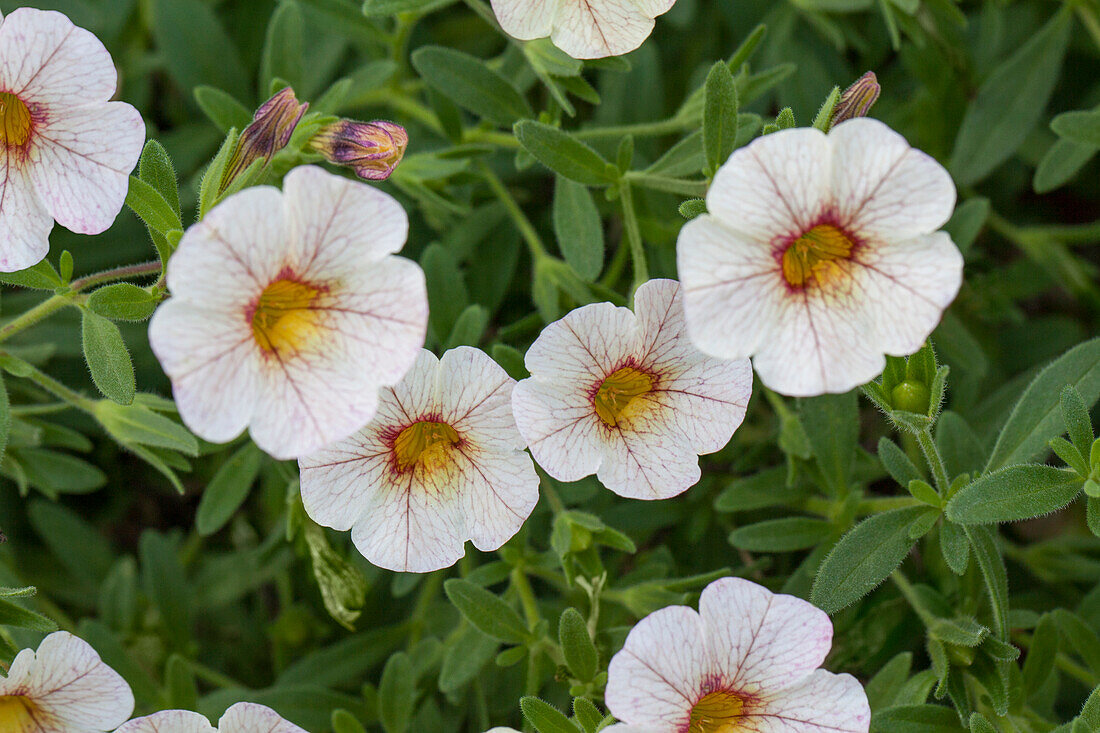 Calibrachoa 'Sweet Bells' Cream Strawberry Eye