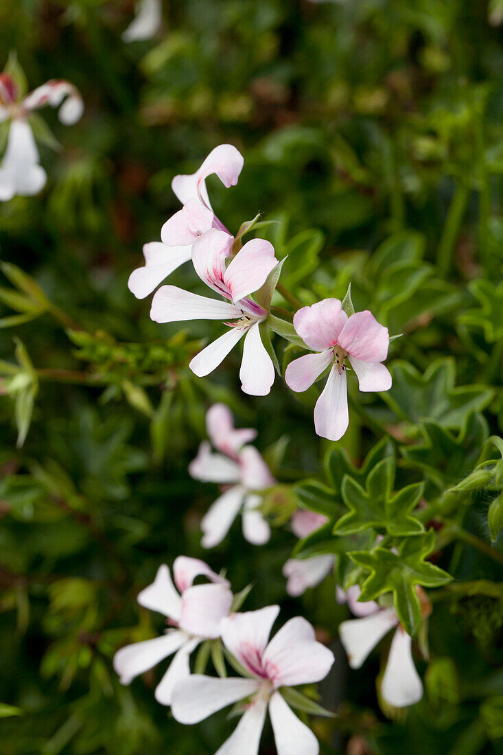 Pelargonium peltatum Ville de Dresden