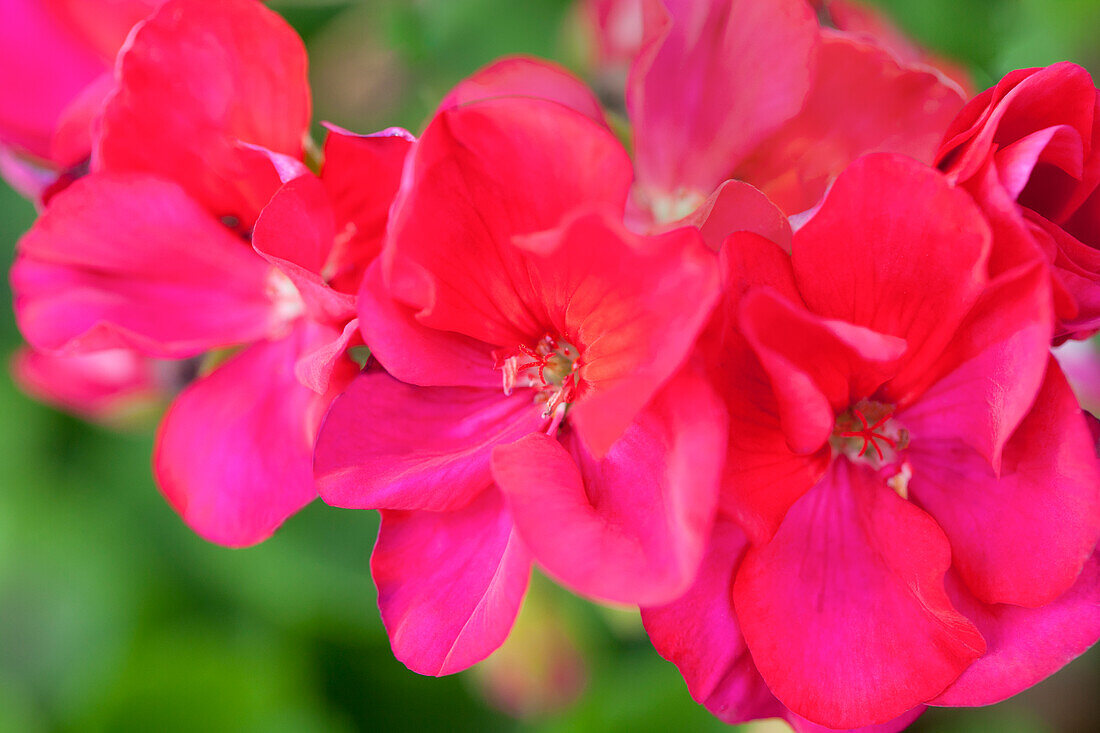 Pelargonium zonale 'Foxy'