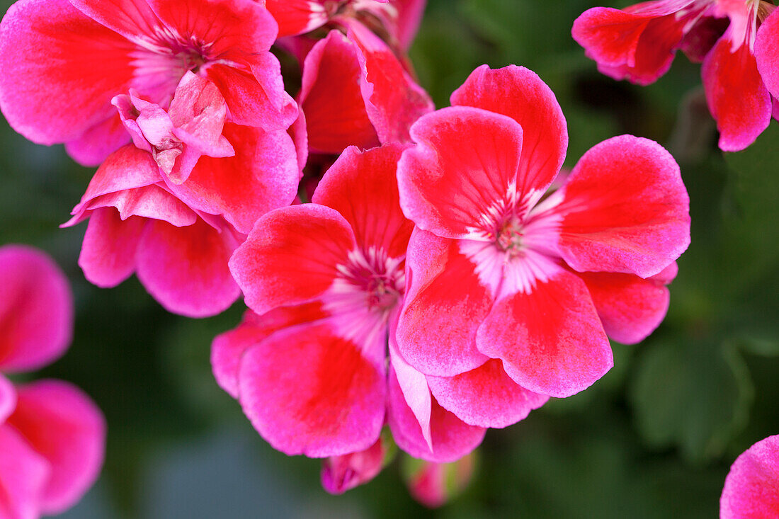 Pelargonium zonale Hot Spot Bajazzo