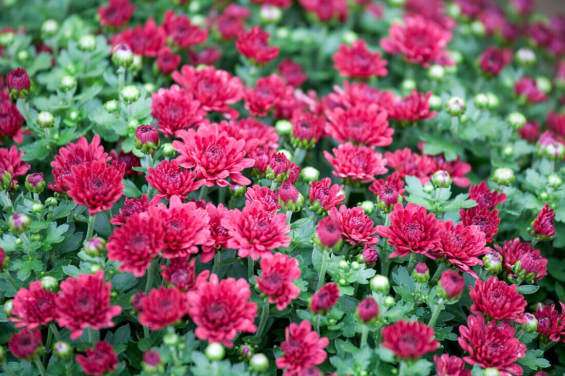 Chrysanthemum indicum