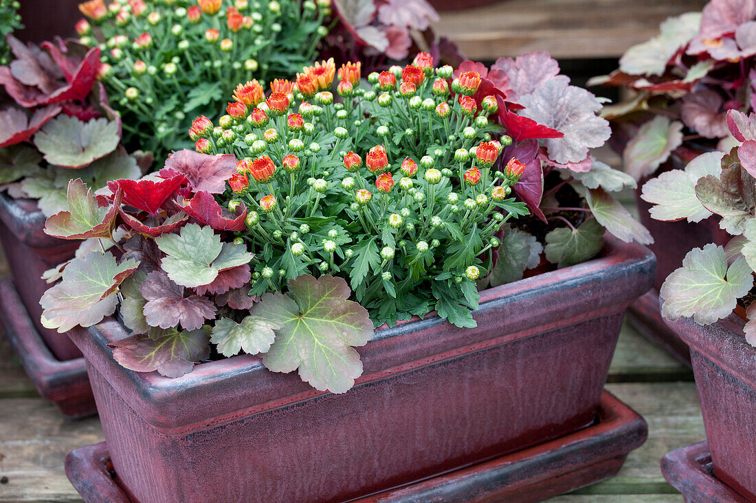 Arrangement with Chrysanthemum indicum