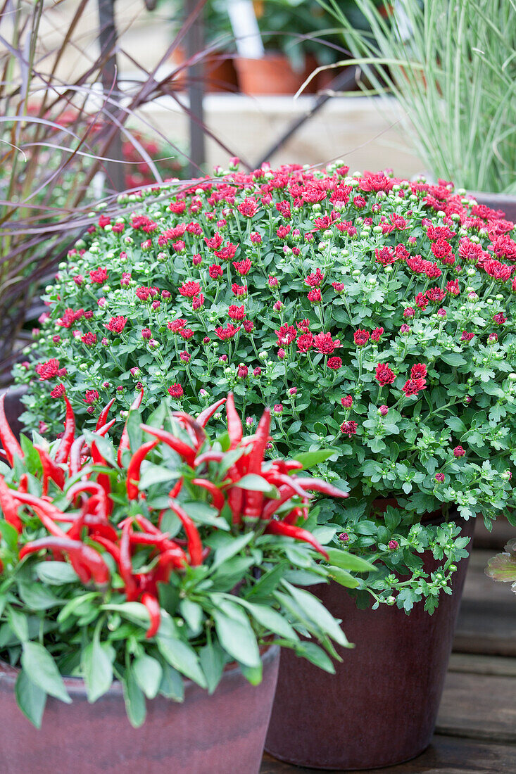 Arrangement mit Chrysanthemum indicum