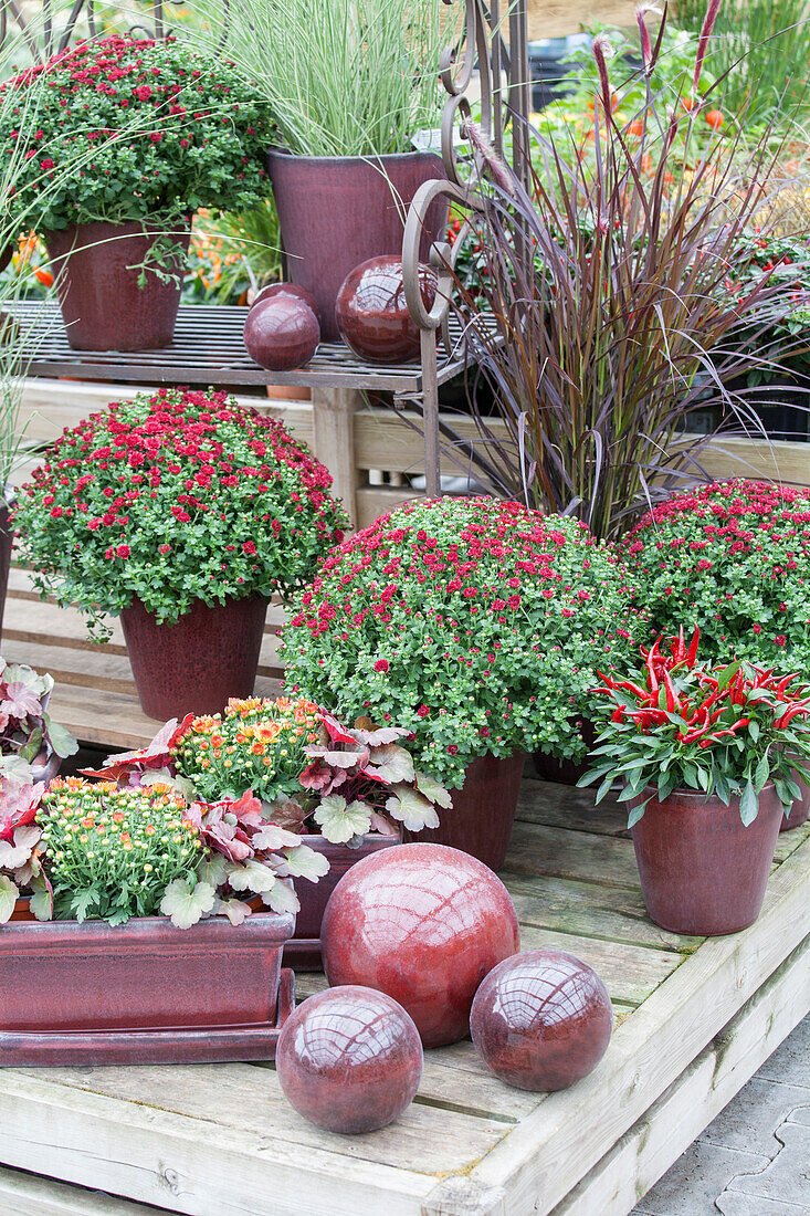 Arrangement mit Chrysanthemum indicum