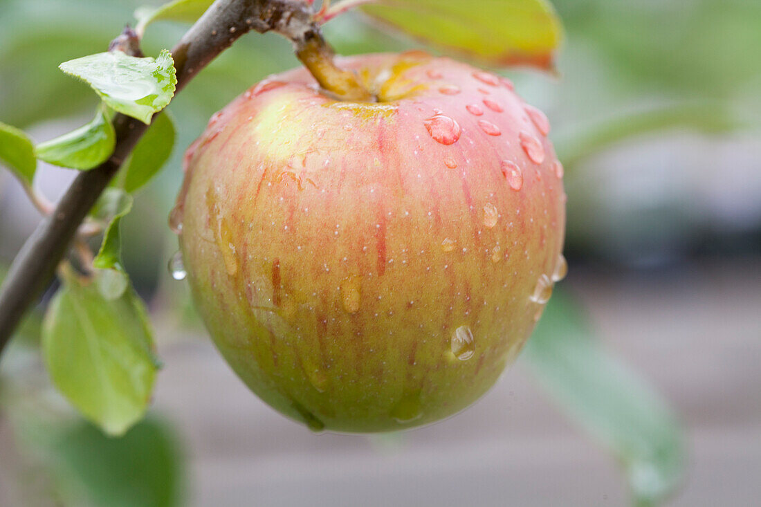 Malus domestica