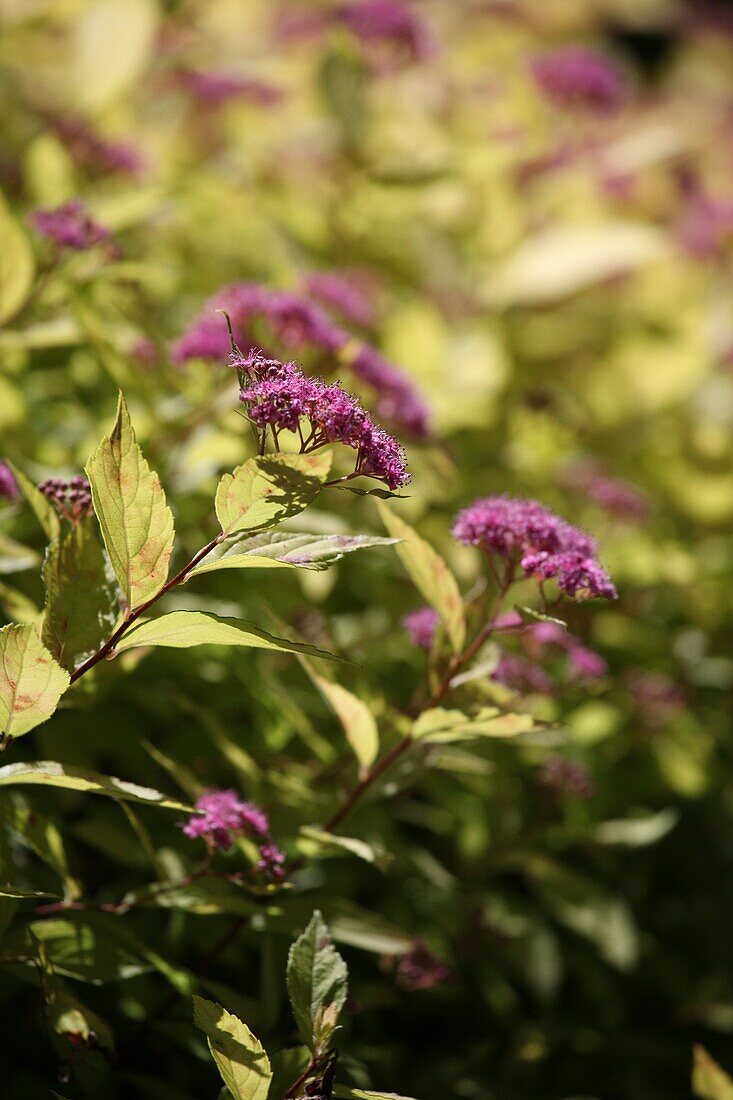 Spiraea japonica 'Golden Princess'