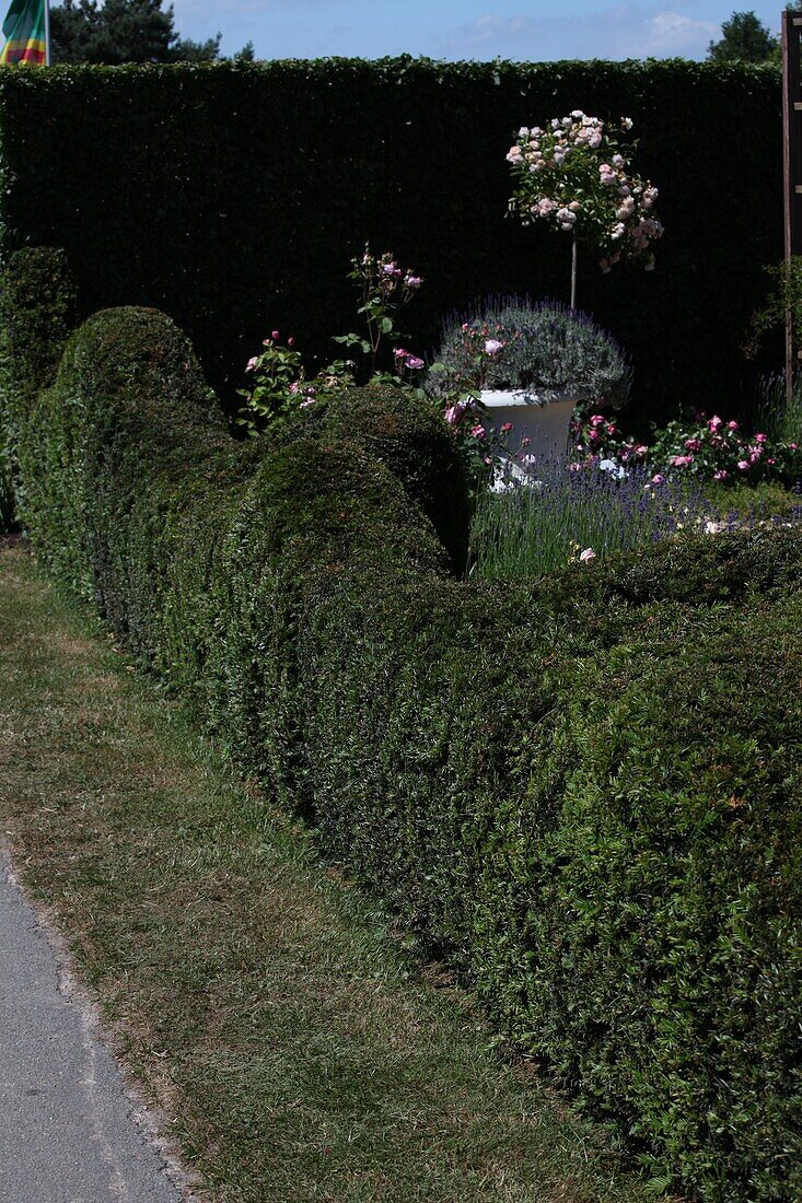 Taxus baccata, hedge tree