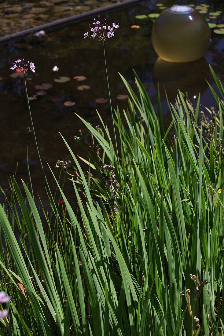 Pond plants