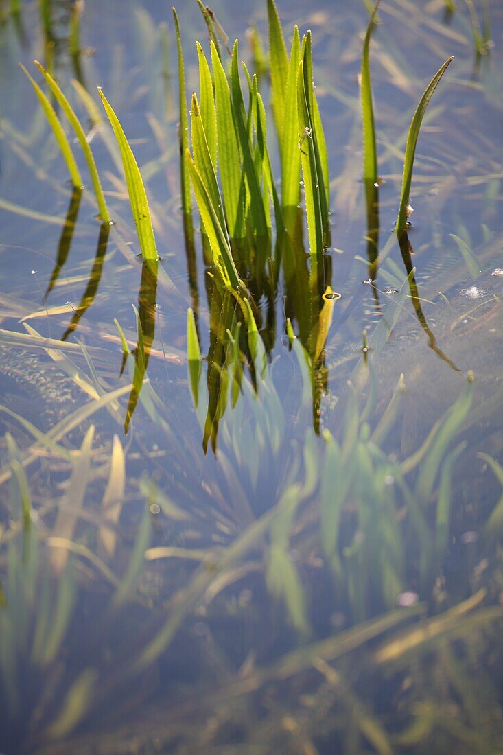 Pond plants