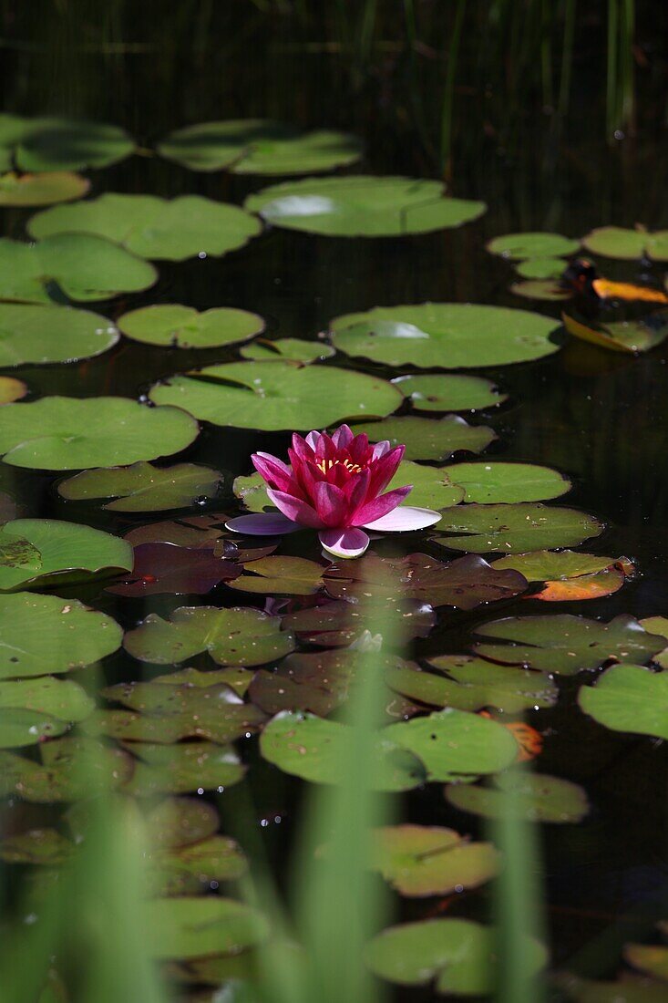 Nymphaea