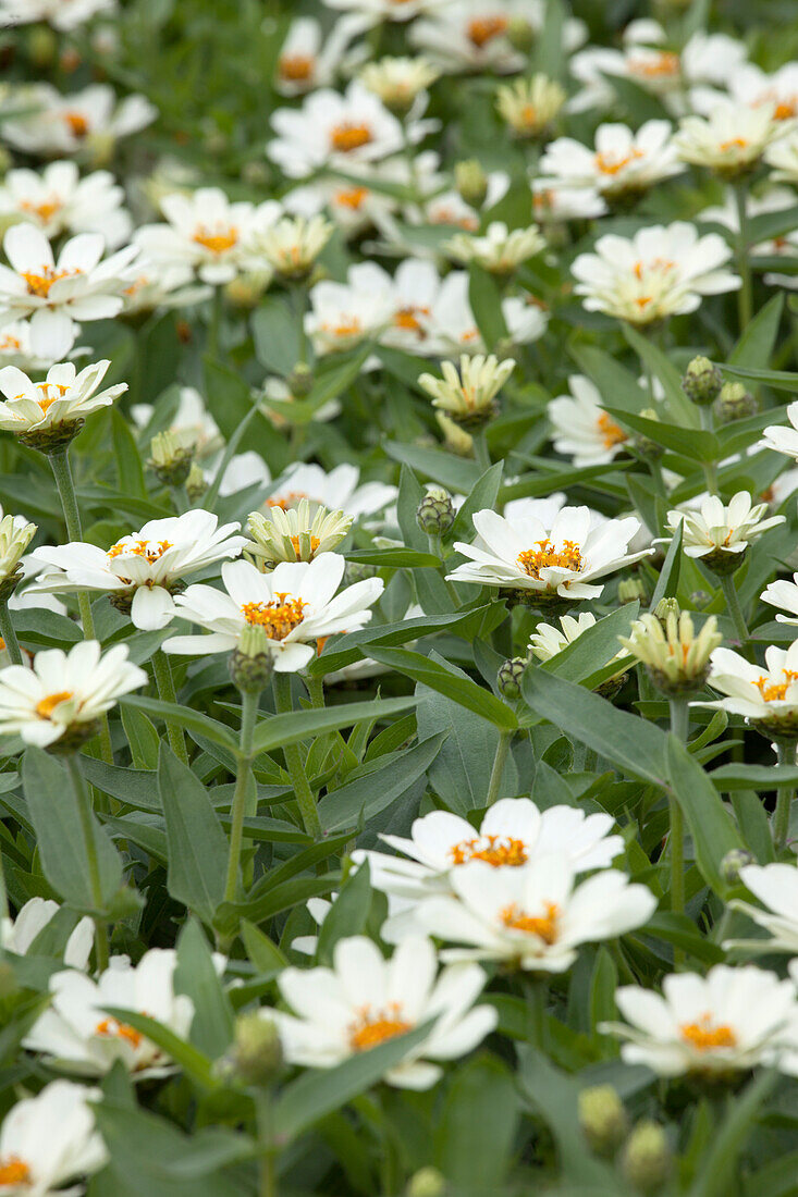 Zinnia haageana Profusion White