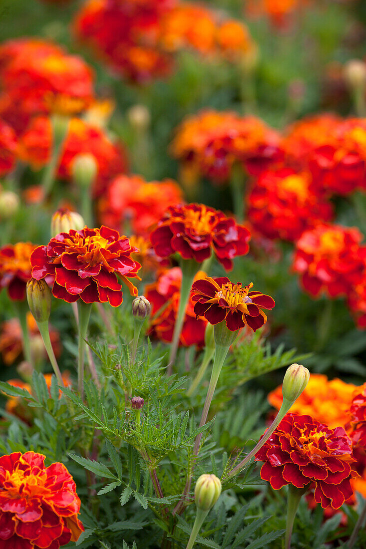 Tagetes patula 'Carmen'