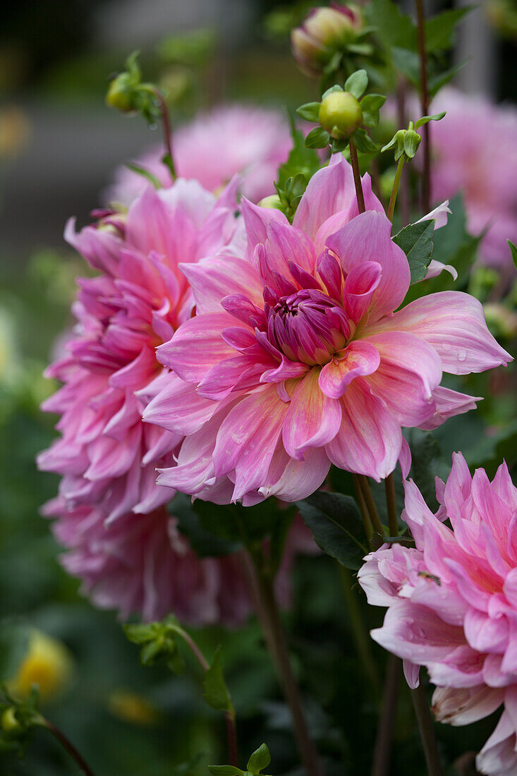 Decorative Dahlia Otto's Thrill, pale pink